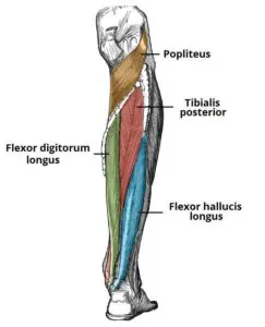 Muscles in the deep compartment of the posterior leg