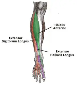 Muscles of the Anterior Leg