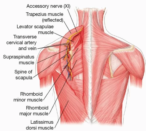Nerve supply of the trapezius muscle