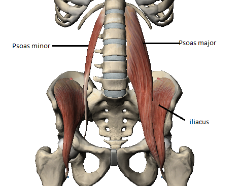 Iliopsoas Muscle Details Mobile Physiotherapy Clinic