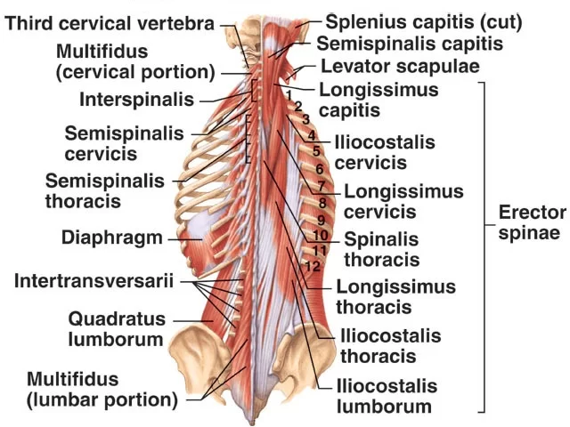 Structure of Erector Spinae muscle