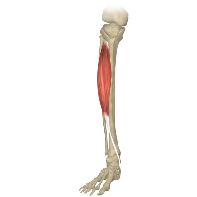 Tibialis Anterior Muscle
