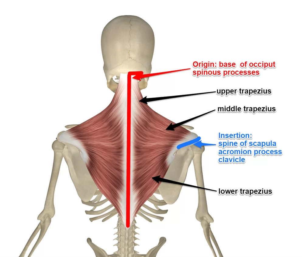 trapezius muscle origin and insertion