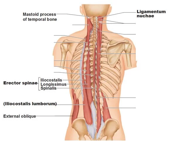 erector spinae muscle Anatomy