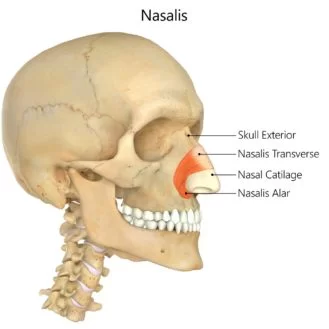 nasalis musle