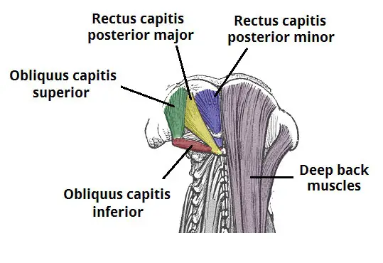 suboccipitals muscles
