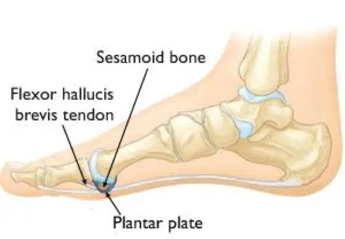 Anatomy of toe