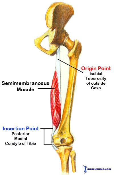 Semimembranosus origin, insertion