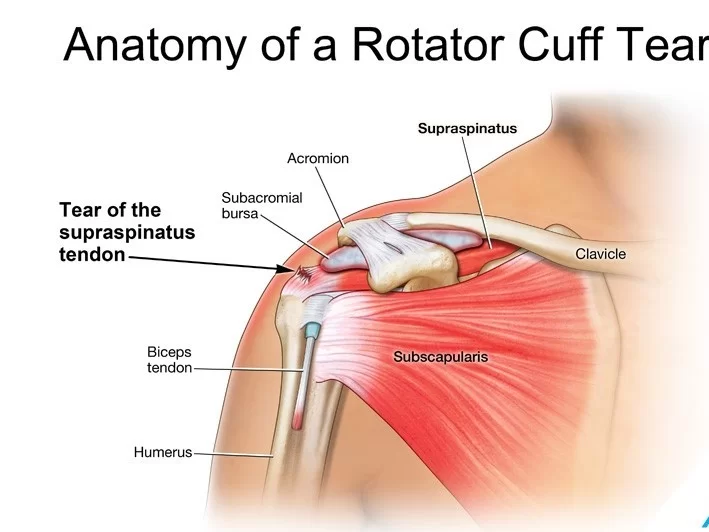 Anatomy of Rotator Cuff