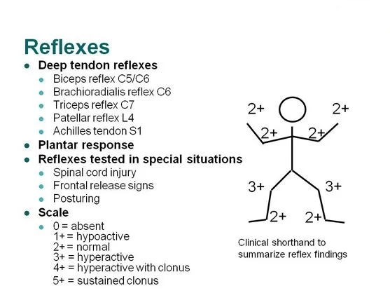 REFLEXES Types and Testing