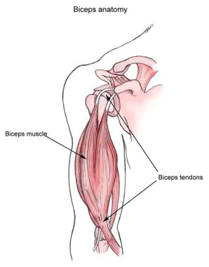Anatomy of biceps