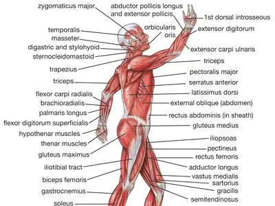 LIST OF BODY MUSCLES and THEIR FUNCTIONS