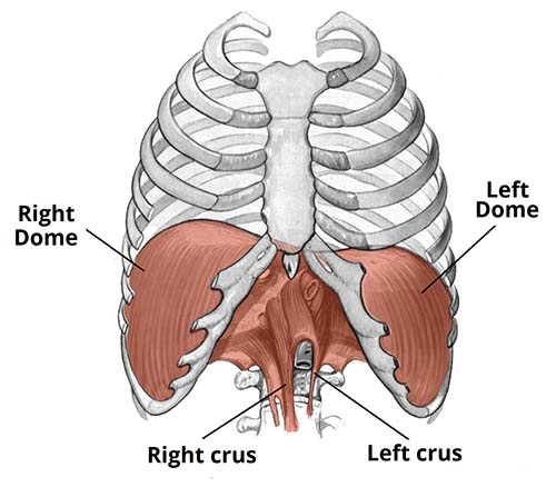 Diaphragm Muscles