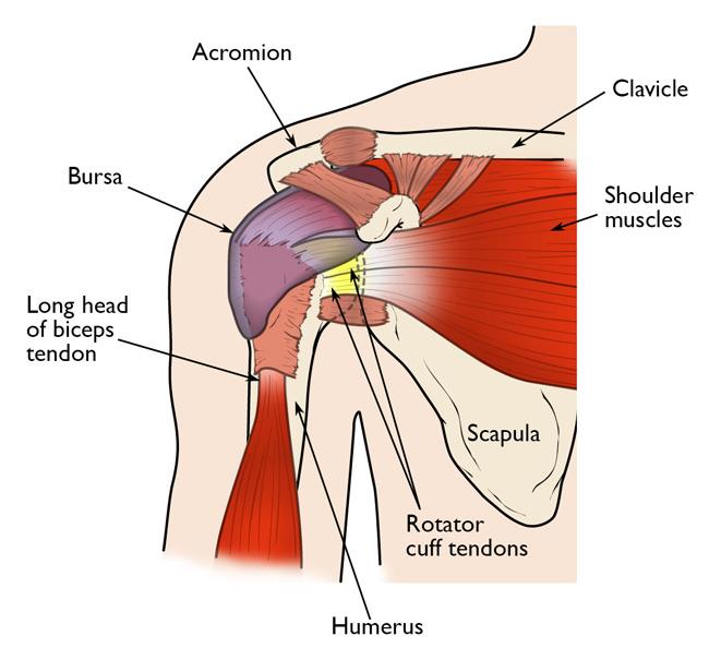Anatomy Of The Shoulder Joint