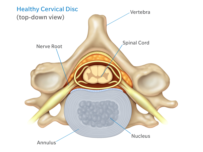 Anatomy Of Healthy Cervical Spine