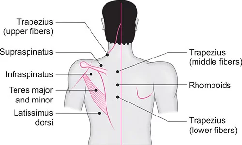 MUSCLE motor point OF BACK