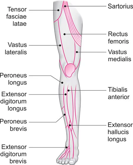 Muscle motor point of anterior aspect of leg