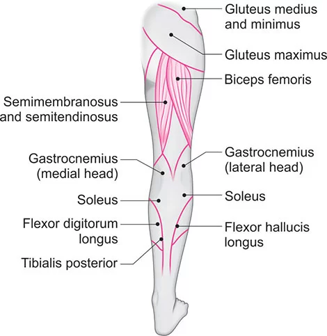 Muscle motor point of posterior aspect of LEG
