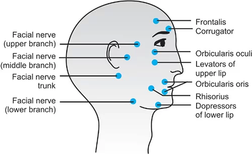 facial nerve Motor Point