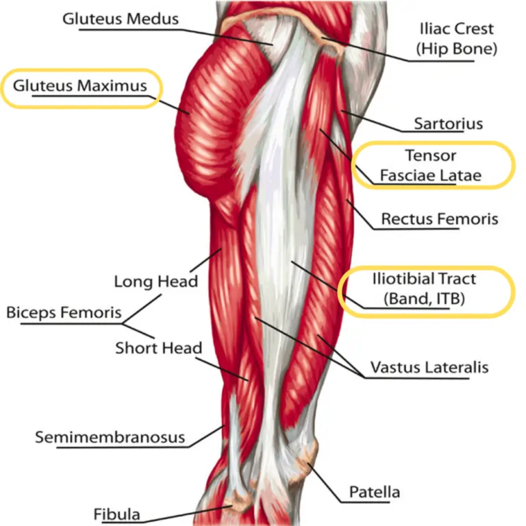 Anatomy of the Iliotibial band