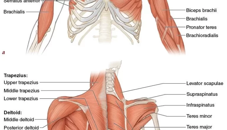 Shoulder Muscles Anatomy, Exercise, Name List: