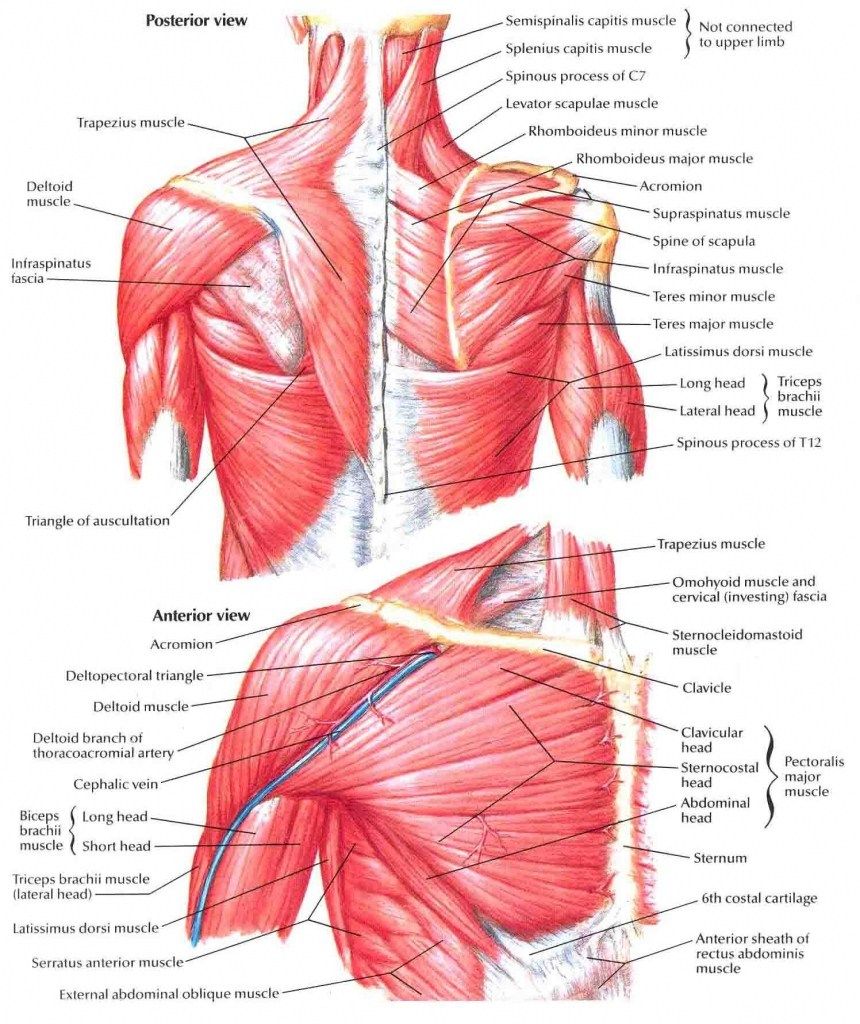 Muscles use in pull-ups