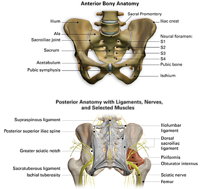 Anatomy of the Sacroiliac Joint 