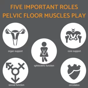 Functions of the Pelvic Floor Muscles