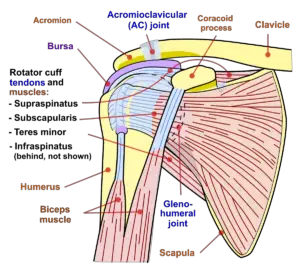 Muscles and Tendons of the shoulder