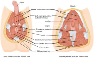 Structure of the pelvic floor