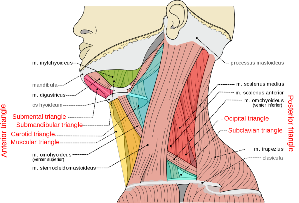 anatomy of the neck muscle