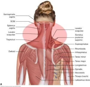 muscles of the neck