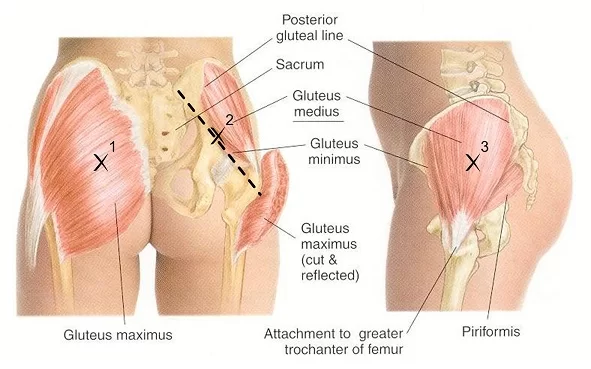 structure under cover gluteal muscles