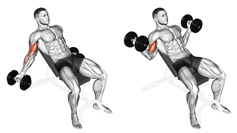 Inclined dumbbell hammer curls