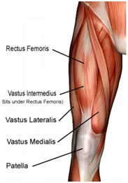 Quadriceps muscles