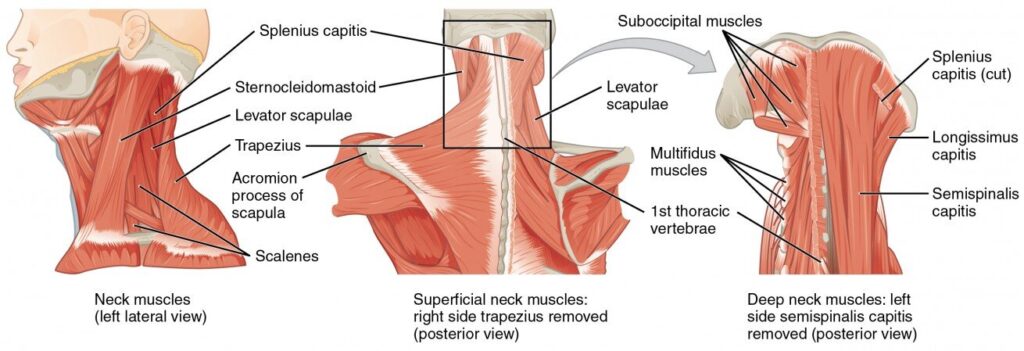 Neck muscles