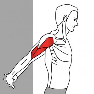 Anterior deltoid stretch