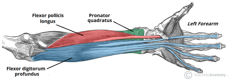 Forearm muscle tightness: Cause, Symptoms, Treatment, Exercise