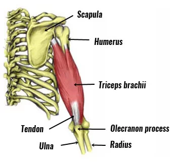 Triceps muscle