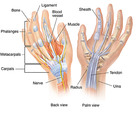 Anatomy of Hand