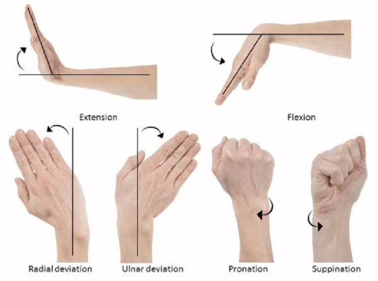 Motion Of The Wrist And Forearm 768x571 