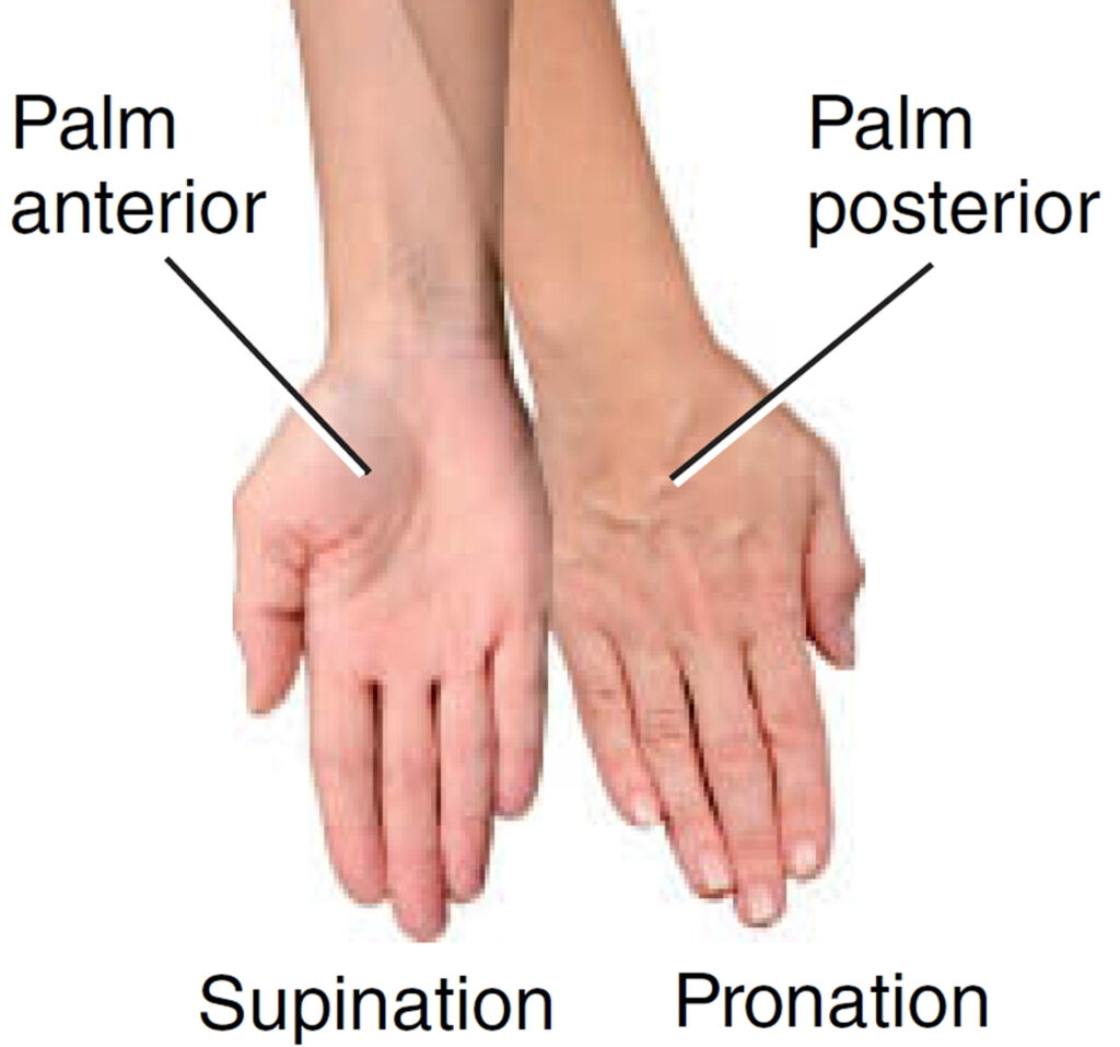Elbow supination and pronation