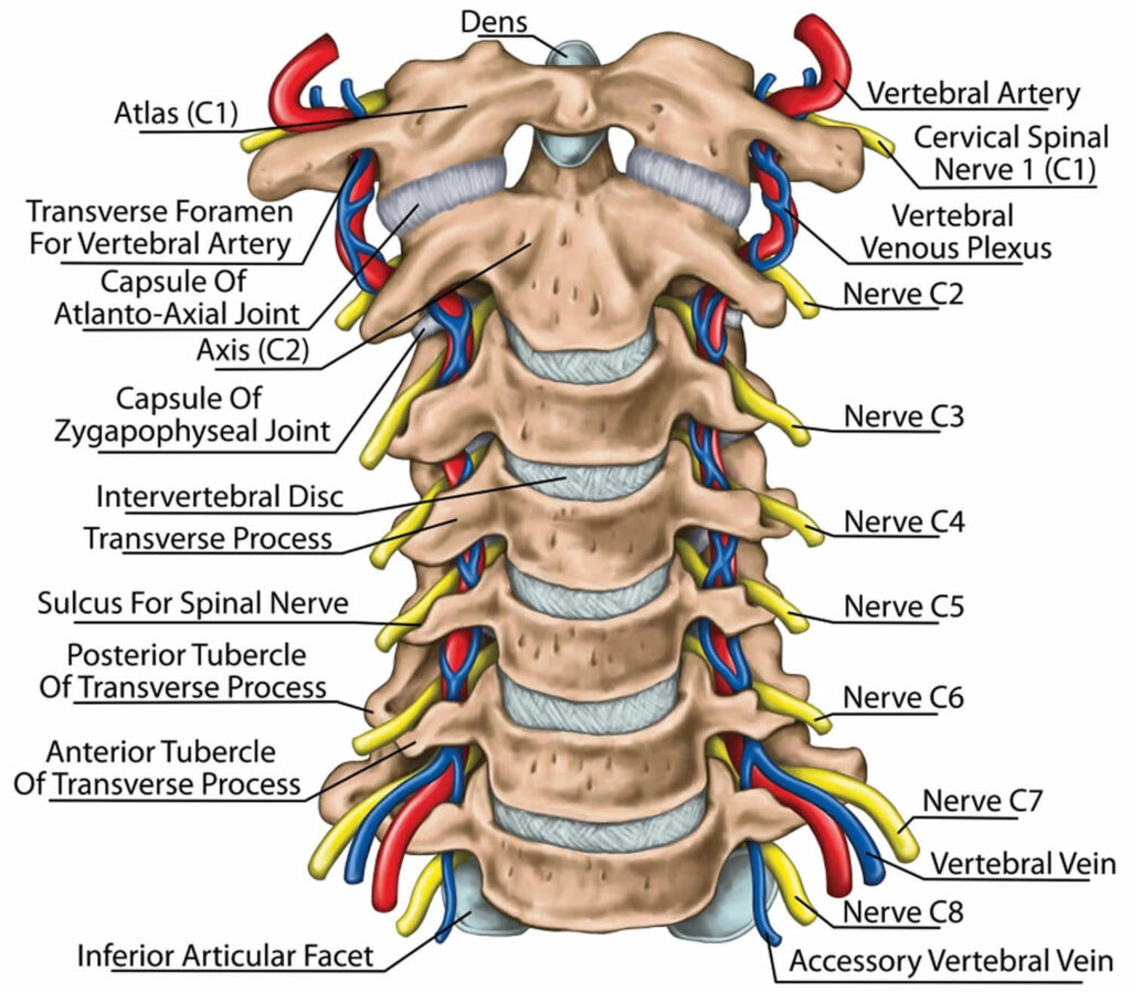 Cervical-spine anatomy