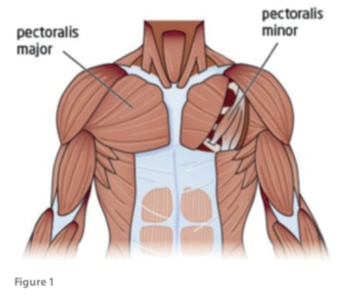 pectoralis major muscle origin and insertion