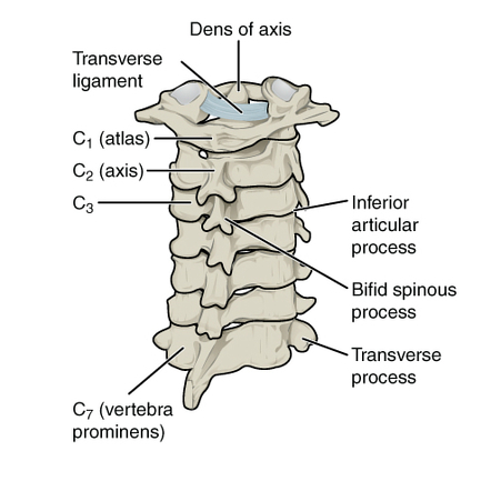 Anatomy of the cervical spine
