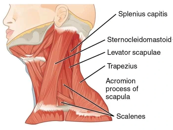 Anatomy of levator scapulae muscle