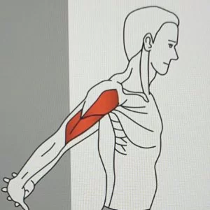 Standing Biceps muscle stretch
