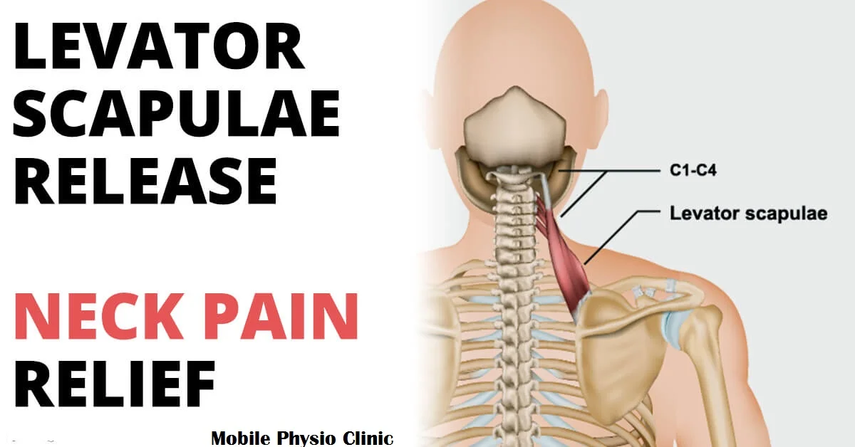 https://mobilephysiotherapyclinic.in/wp-content/uploads/2022/08/levator-scapulae-syndrome.webp