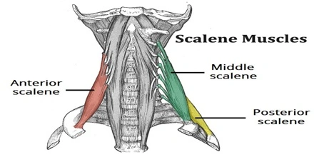 scalene-muscle-