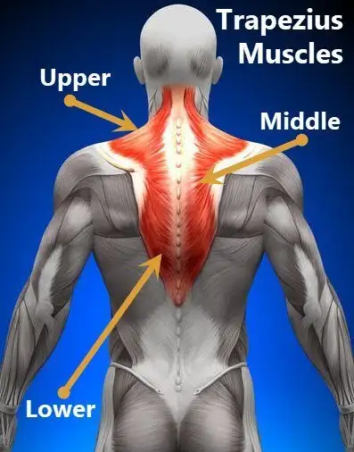 How can I reduce knots in my shoulders (trapezius muscles
